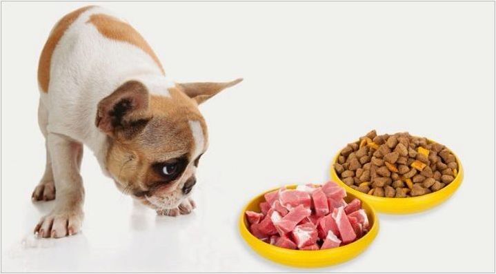 Храна за стари кучета: Какво има и как да изберем?