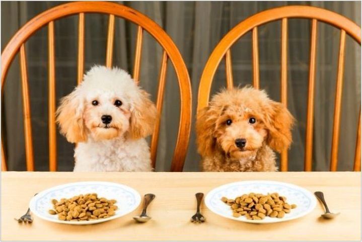 Хранителни продукти за кучета от малки породи: критерии за видовете и подбор