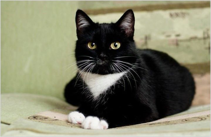 Имена за котки и котки черно-бял цвят