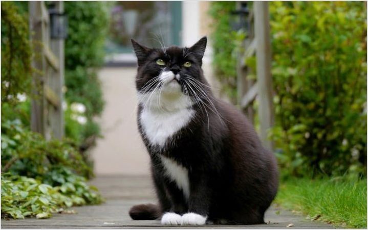 Имена за котки и котки черно-бял цвят