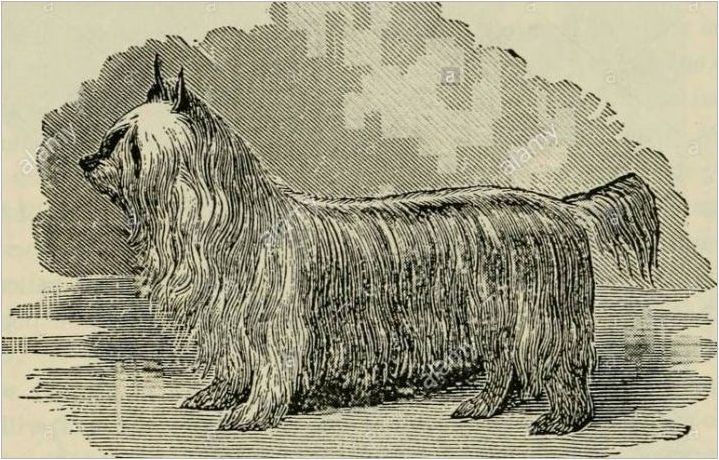 История на произход на породата Йоркширски териер