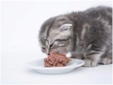 Изберете храна за шотландски сгъваеми котки