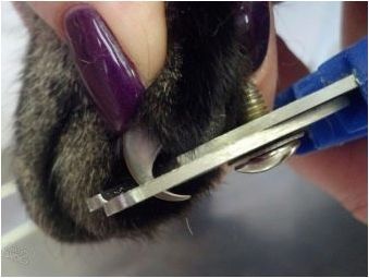Изберете ножици за рязане на нокти в котки