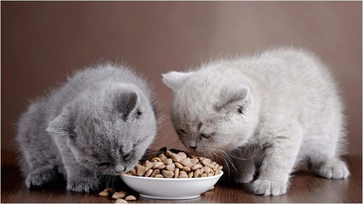 Избор на храна за шотландски котки