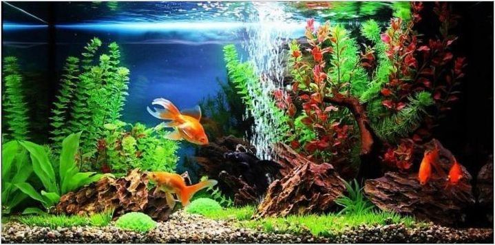 Изкуствени растения за аквариум: приложение, плюсове и минуси