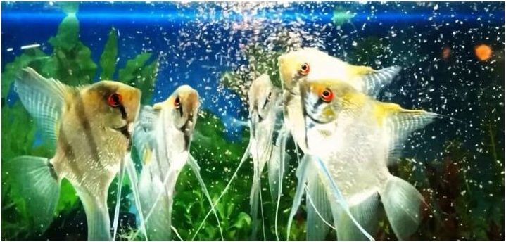 Как да хранят риба в аквариума?
