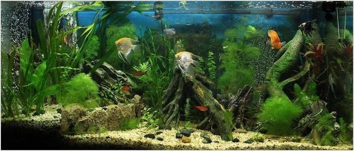 Как да хранят риба в аквариума?