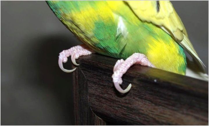 Как да изрежете нокти вълнообразен папагал?