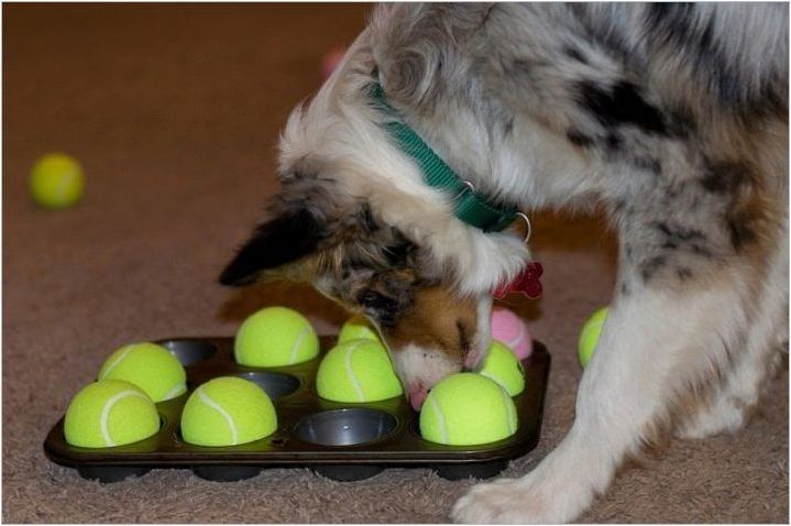Как да направите играчки за кучета да го направят сами?