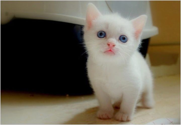 Как да наричаме котка и бяла котка?