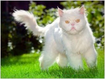 Как да наричаме котка и бяла котка?