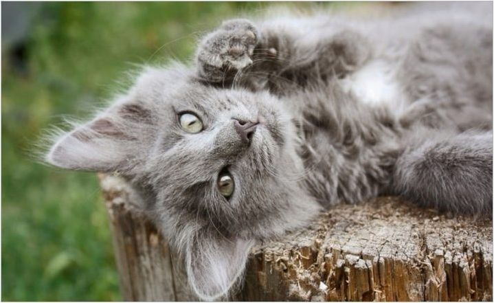 Как да наричаме сиво коте: списък с имена за котки и котки