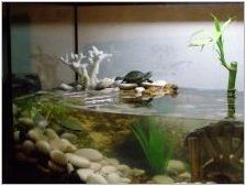 Как да оборудвате аквариума за костенурки?