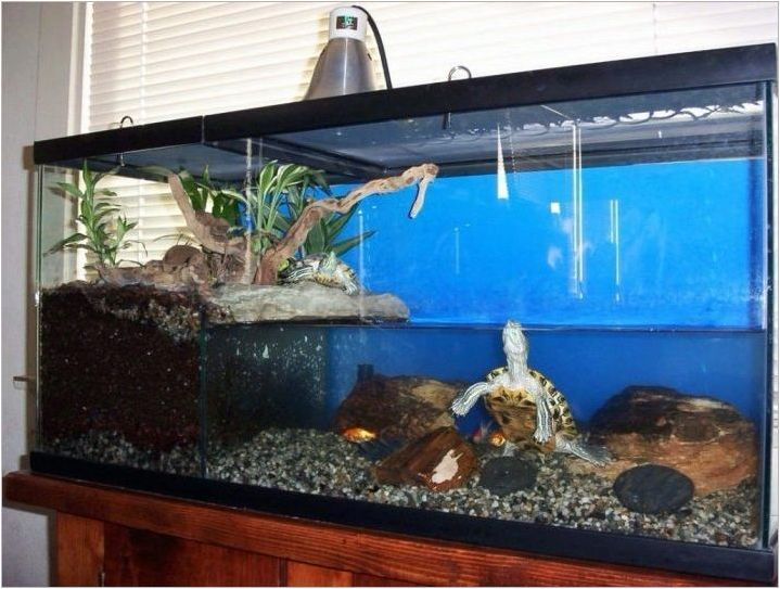 Как да оборудвате аквариума за костенурки?
