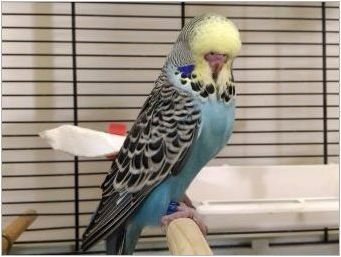 Как да определим вълнообразния папагал?