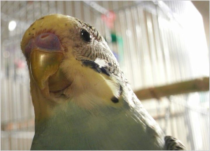 Как да определим вълнообразния папагал?