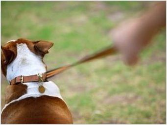 Как да отбия кучето дръпнете каишка?