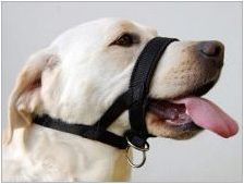 Как да отбия кучето дръпнете каишка?