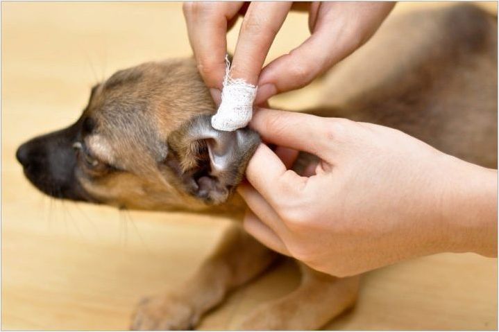 Как да почистите ушите на кучето си у дома?