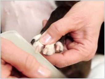 Как да подстригате кучето на нокти у дома?