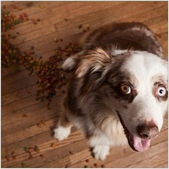 Как да преведете куче на суха храна?
