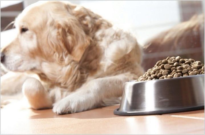 Как да преведете куче на суха храна?