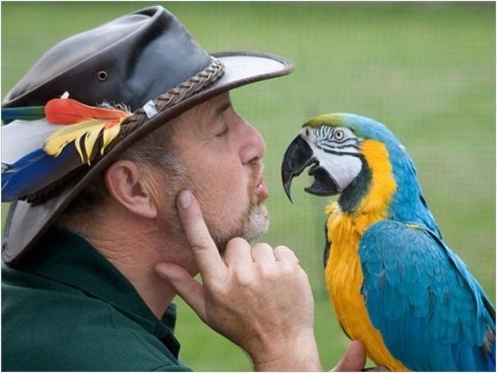 Как да се грижим за папагалите?