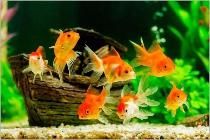 Как да се грижим за златна рибка в кръгъл аквариум?