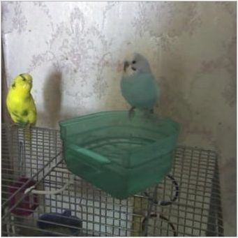 Как да се къпе папагал?