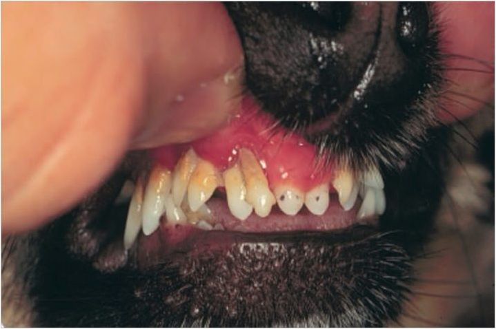 Как да се определи възрастта на кучетата в зъбите си?