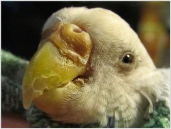 Как да се определи възрастта на папагала?