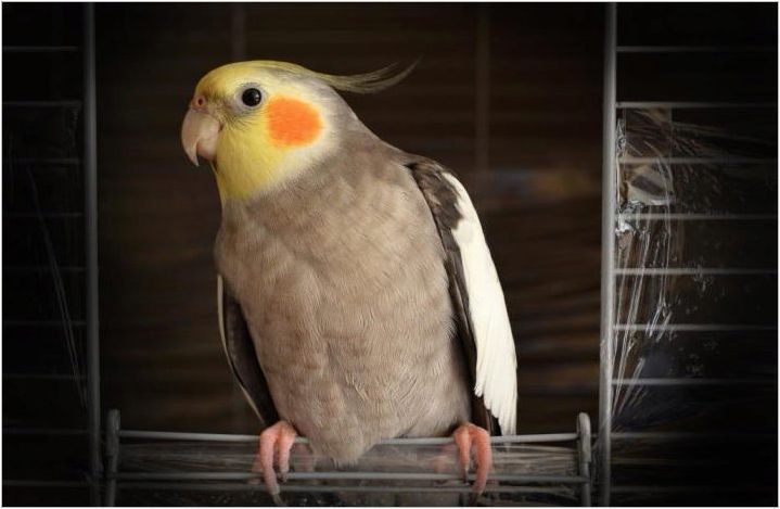 Как да се определи възрастта на папагала?