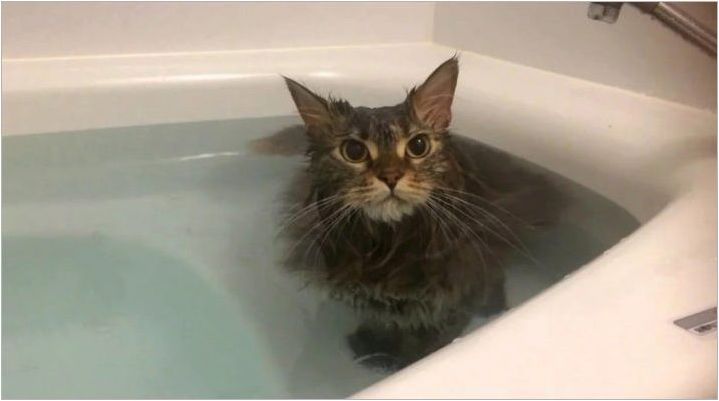 Как да си измием котката, ако се страхува от вода и се почеса?
