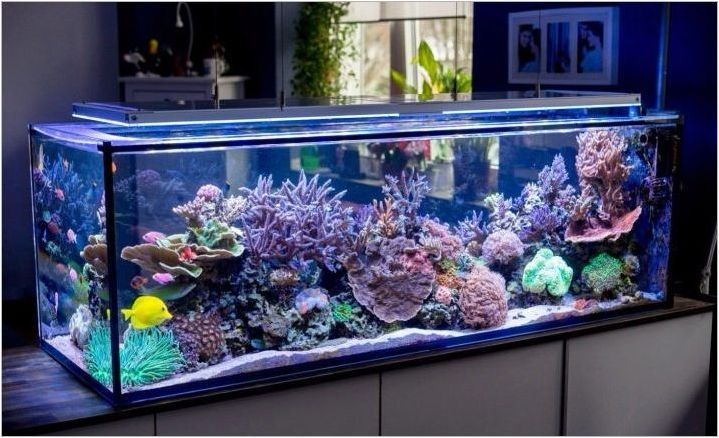 Как да си направим аквариум със собствените си ръце?