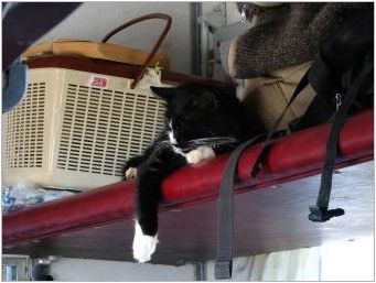 Как да транспортирате котки във влака?