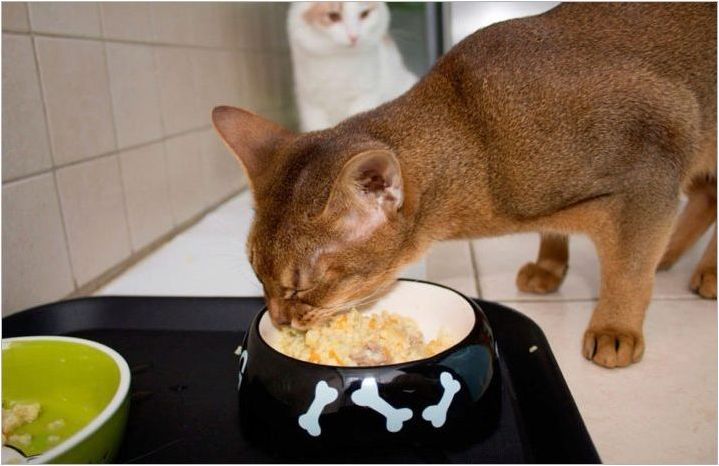 Как и какво да хранят котката?