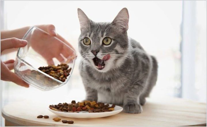 Как и какво да хранят котката?
