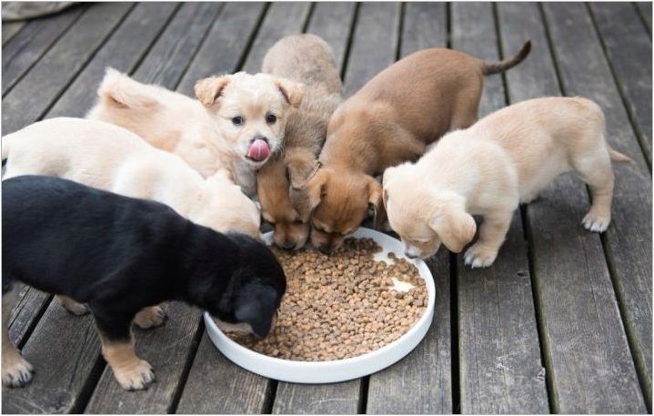 Как и какво да хранят кучето на двора у дома?