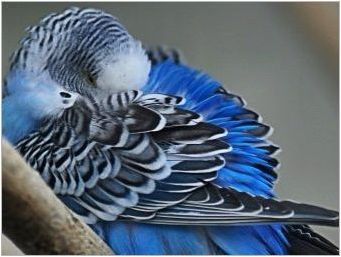 Как и колко вълнообразни папагали сънят?
