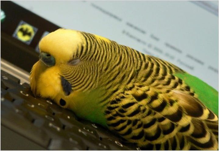 Как и колко вълнообразни папагали сънят?