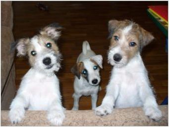 Каква е разликата между Parson Russell Terrier от Джак Ръсел Териер?