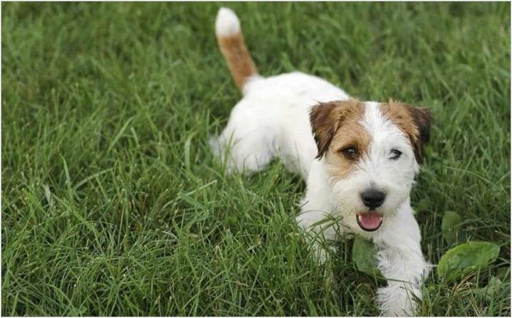 Каква е разликата между Parson Russell Terrier от Джак Ръсел Териер?