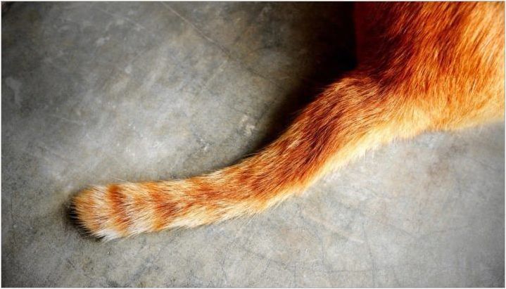 Каква котка опашка?
