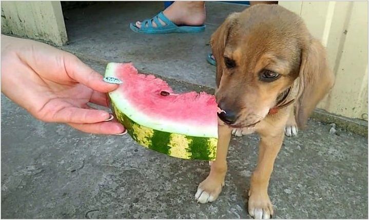 Какви плодове могат да се дават на кучета?