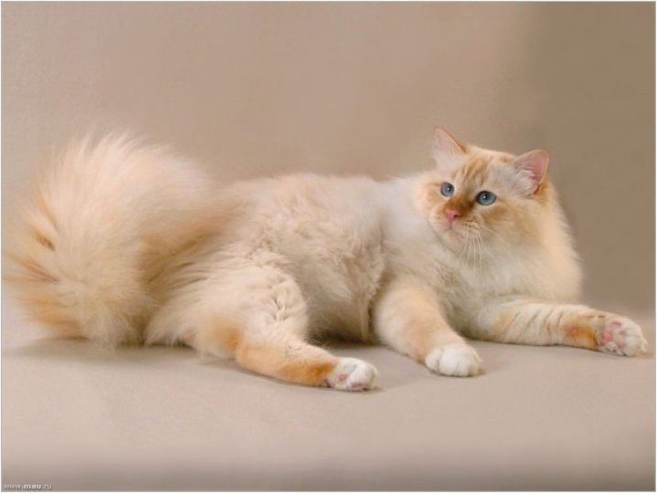 Какви са котките на котките на Невская маскарад?