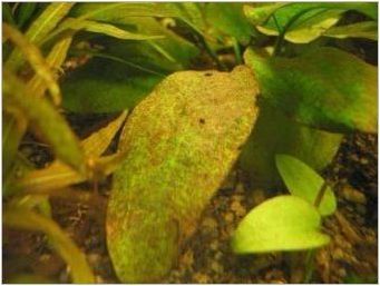 Какви водорасли са в аквариума и как да се отървете от тях?