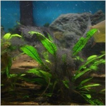 Какви водорасли са в аквариума и как да се отървете от тях?