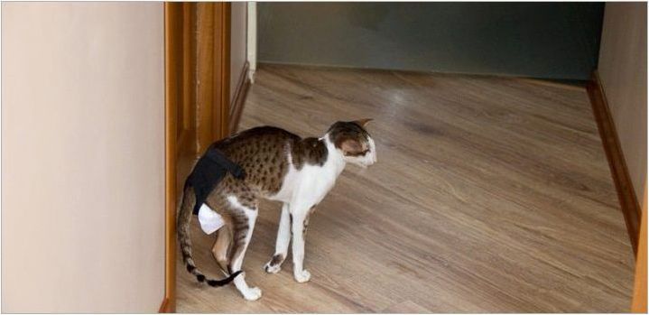 Какво да правите с котките, а не метил входна врата?