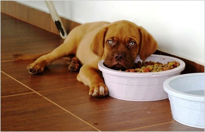 Какво и как да нахрани кученце за 2-3 месеца?
