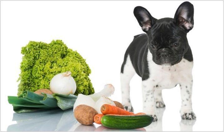 Какво и как да нахрани кученце за 2-3 месеца?